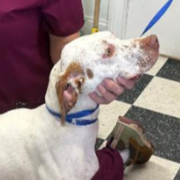 Needs Foster Buckaroo in Georgia (9 m.o. Male)