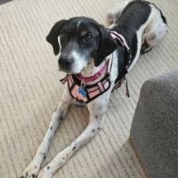 Dottie in Illinois (4 y.o. Female)