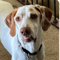 Leo in Nebraska (4 y.o. Male)