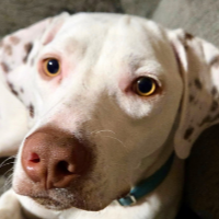 Orville in Pennsylvania (1 y.o. Male)