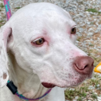 Needs Foster Orville in North Carolina (10 m.o. Male)