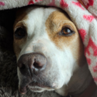 Penn in California (8 y.o. Male)