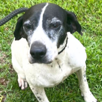 Needs Foster April Located in Georgia (7 y.o. Female)