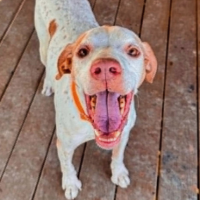 Buzz in New York (11 y.o. Male)