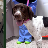 Needs Foster Dixie Located in Indiana (2 y.o. Female)