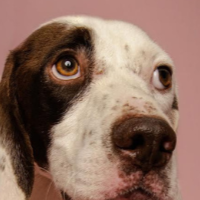 Needs Foster Harvey Located in Georgia (2 y.o. Male)