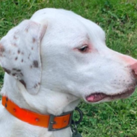 Needs Foster Margo in Texas (6 y.o. Male)