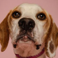 Needs Foster Max Located in Georgia (2 y.o. Male)