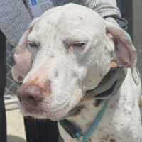 Needs Foster Wilmar Rd 8 Located in North Carolina (5+ y.o. Male)
