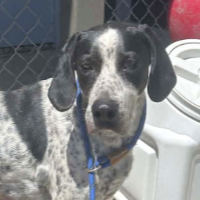 Needs Foster Wilmar Rd 14 Located in North Carolina (5 y.o. Male)