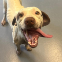 Needs Foster Grace in Georgia (2 y.o. Female)