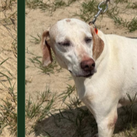 Needs Foster Anne in Georgia (14 y.o. Female)