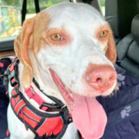 Cassie in North Carolina (1 y.o. Female)