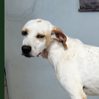 Needs Foster Honey in Iowa (11 m.o. Female)