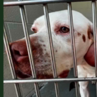 Needs Foster Jasper in South Carolina (3 y.o. Male)