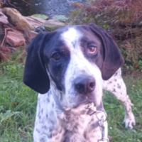 Jaxx in Pennsylvania (6-8 y.o. Male)