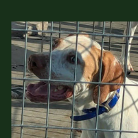Needs Foster Lola in Iowa (2 y.o. Female)