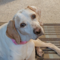 Maggie Mae in Wisconsin (9 y.o. Male)