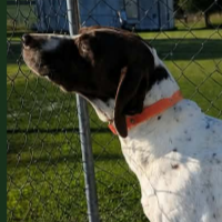 Needs Foster Peg in Iowa (9 y.o. Female)