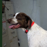 Needs Foster Princess in Iowa (2 y.o. Female)