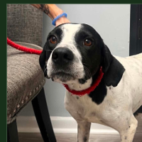 Needs Foster Rainier in Virginia (1 y.o. Male)