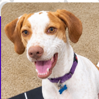 Roo in Arizona (1 y.o. Female)