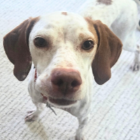 Tansy in Illinois (5 y.o. Female)