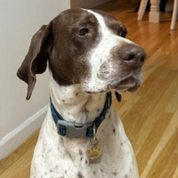 Needs Foster Bailey in Illinois (9 y.o. Female)