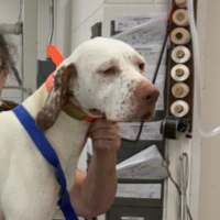 Needs Foster Big Al in Georgia (1 y.o. Male)