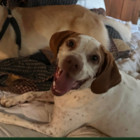 Needs Foster Boomer in Tennessee(7 y.o. Male)