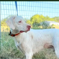 Needs Foster Doc in Texas (5 y.o. Male)