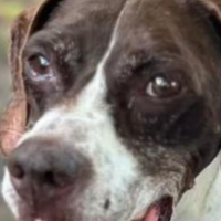 Needs Foster Ginger in Texas (10 y.o. Female)