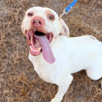 Needs Foster Ice in Texas (5 y.o. Male)