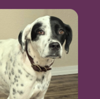 Minnie in Arkansas (1 y.o. Female)