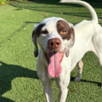 Needs Foster Petey in Tennessee(4 y.o. Male)