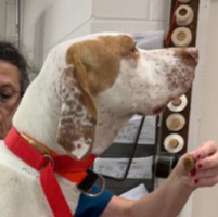 Needs Foster Rick in Georgia (1 y.o. Male)