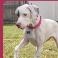 Robin in New Jersey (1 y.o. Female)