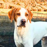 Skippy in Wyoming (2 y.o. Male)